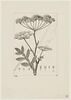 Une plante du jardin de Cels : Laserpitium triquetrum (Ombellifères), image 1/2