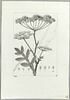 Une plante du jardin de Cels : Laserpitium triquetrum (Ombellifères), image 2/2