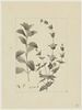 Une plante du jardin de Cels : Sideritis pullulans (Labiées), image 1/2
