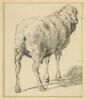 Mouton vu par derrière, image 1/3