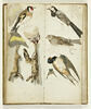 Etude d'oiseaux, image 2/2