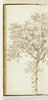 Etude d'arbre, image 1/3