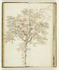 Etude d'arbre, image 3/3