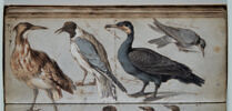 Etude d'oiseaux, image 1/2