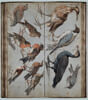 Etude d'oiseaux, image 2/2