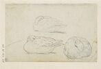 Trois études d'oiseau, la tête enfouie entre les ailes, image 1/2