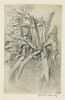 Etude de plantes grasses au bord de l'eau, image 1/2