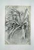 Etude de plantes grasses au bord de l'eau, image 2/2